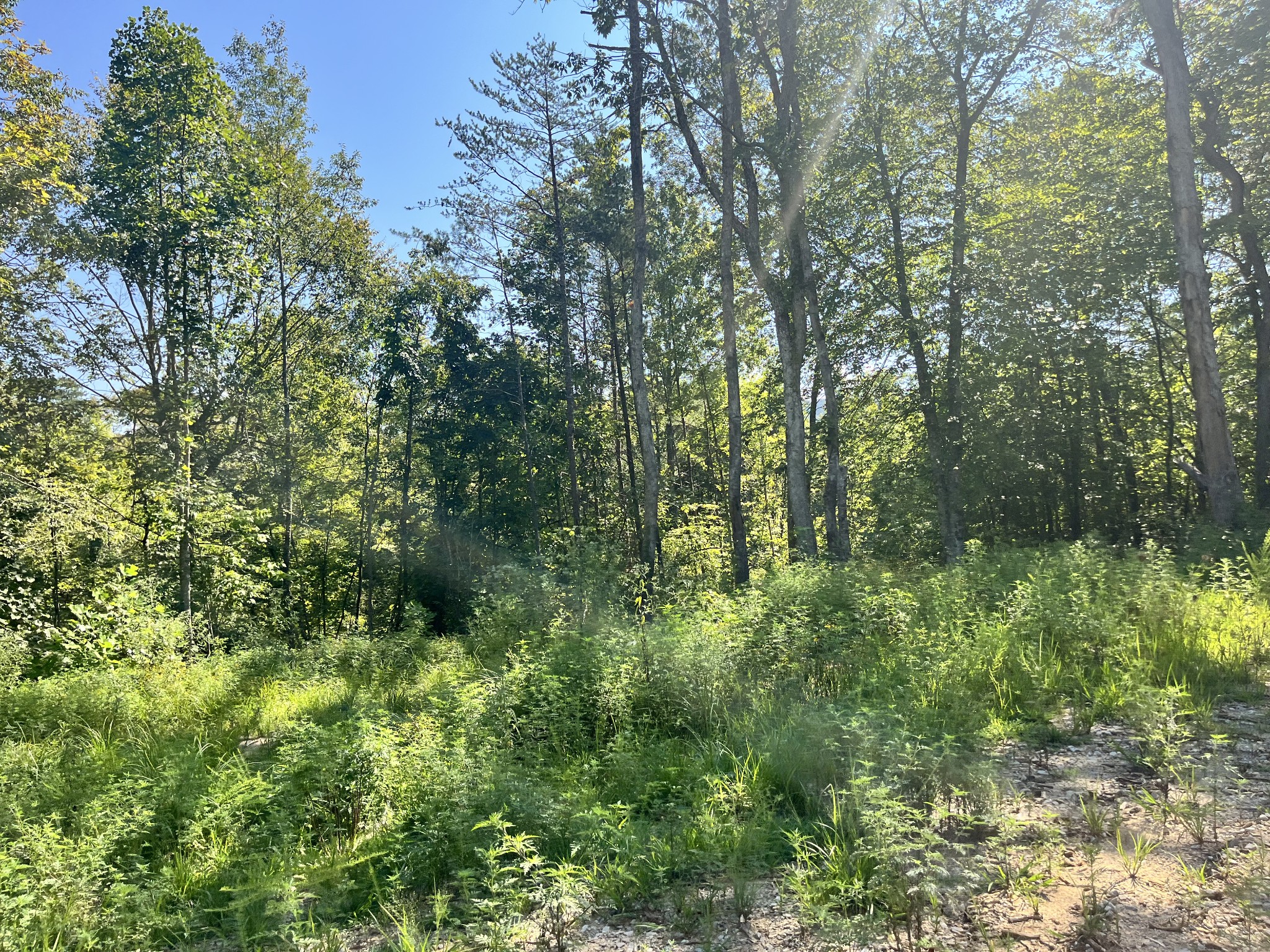 0 Big Sink Road Property Photo 24