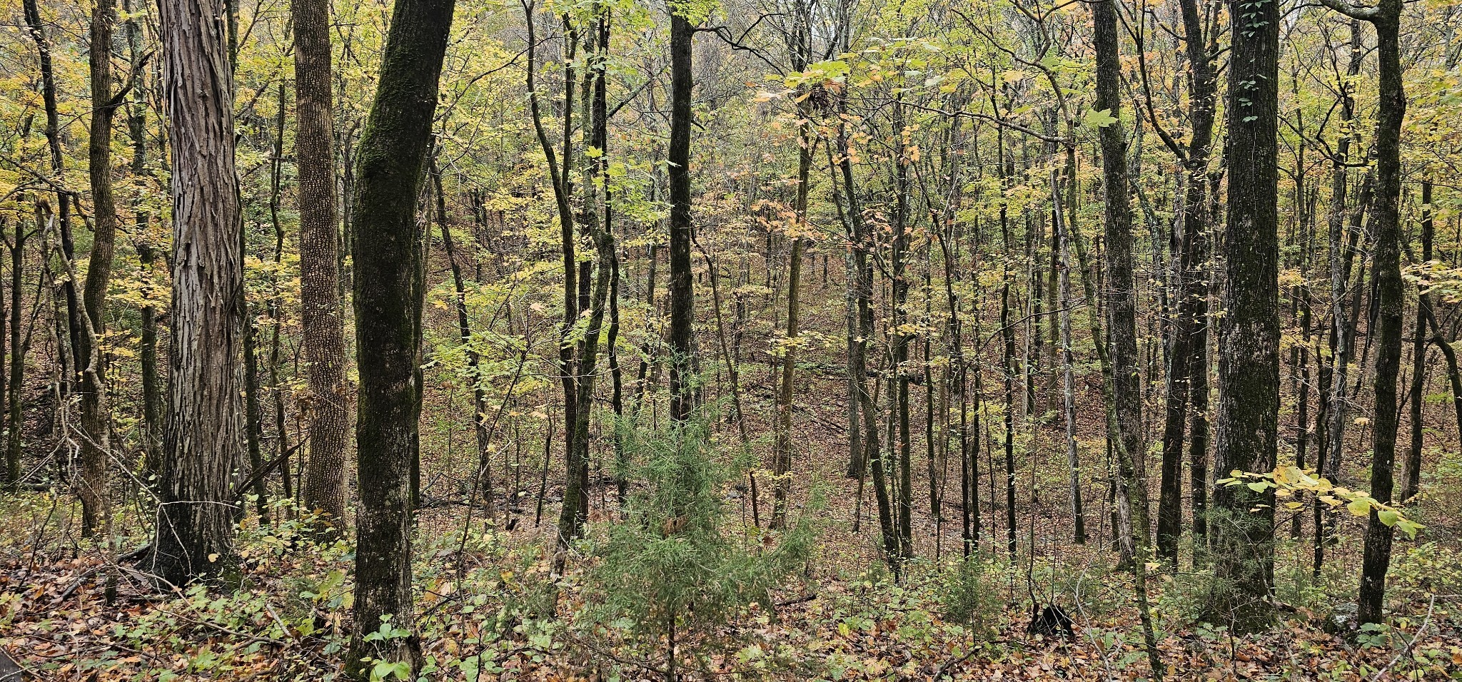 0 Hills Trace Rd Property Photo 1