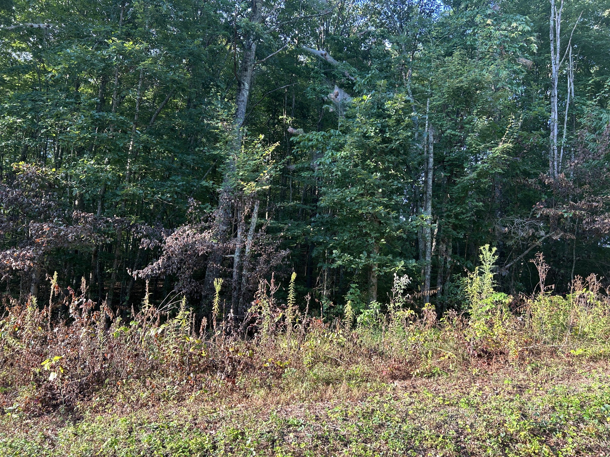 0 Panther Branch Road Property Photo 1