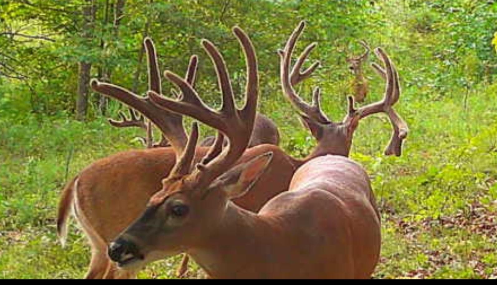 0 Old Paris Murray Rd Property Photo 34