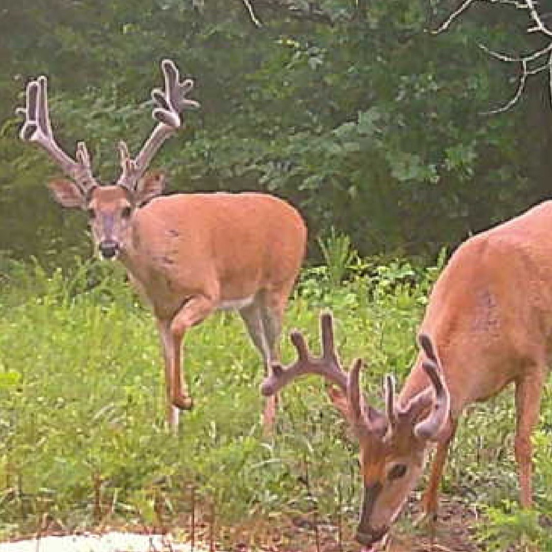 0 Old Paris Murray Rd Property Photo 36