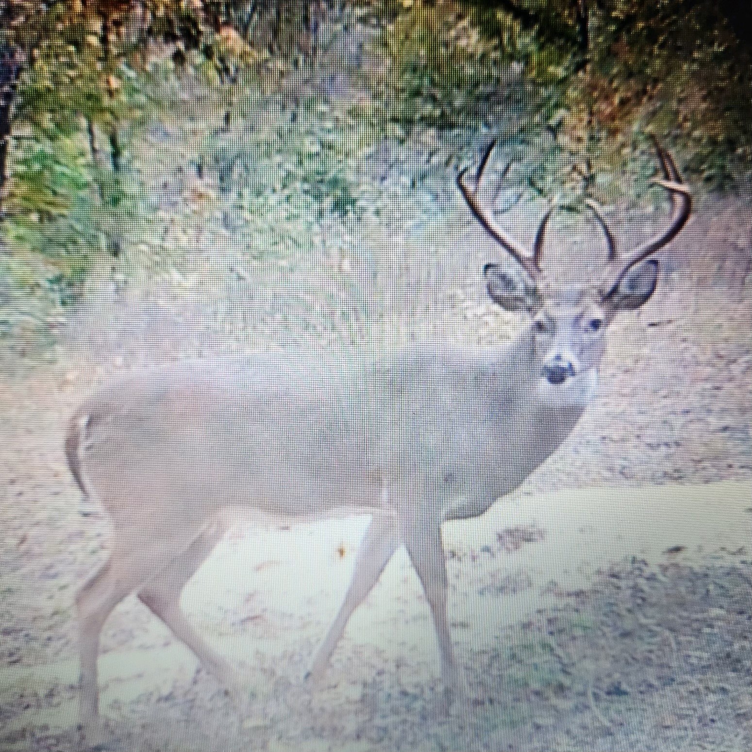 0 Old Paris Murray Rd Property Photo 38
