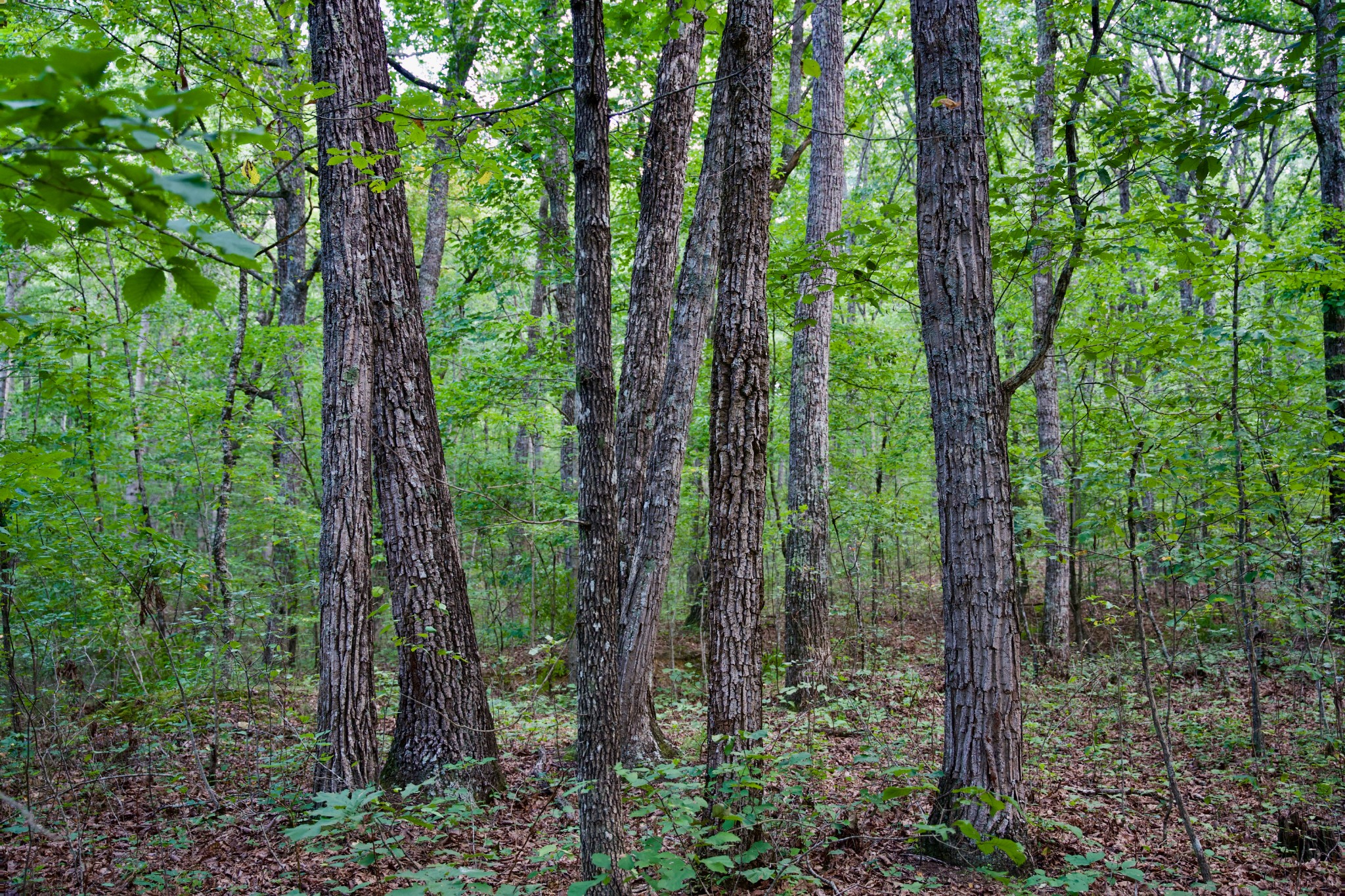 0 Simmons Rd Property Photo 5