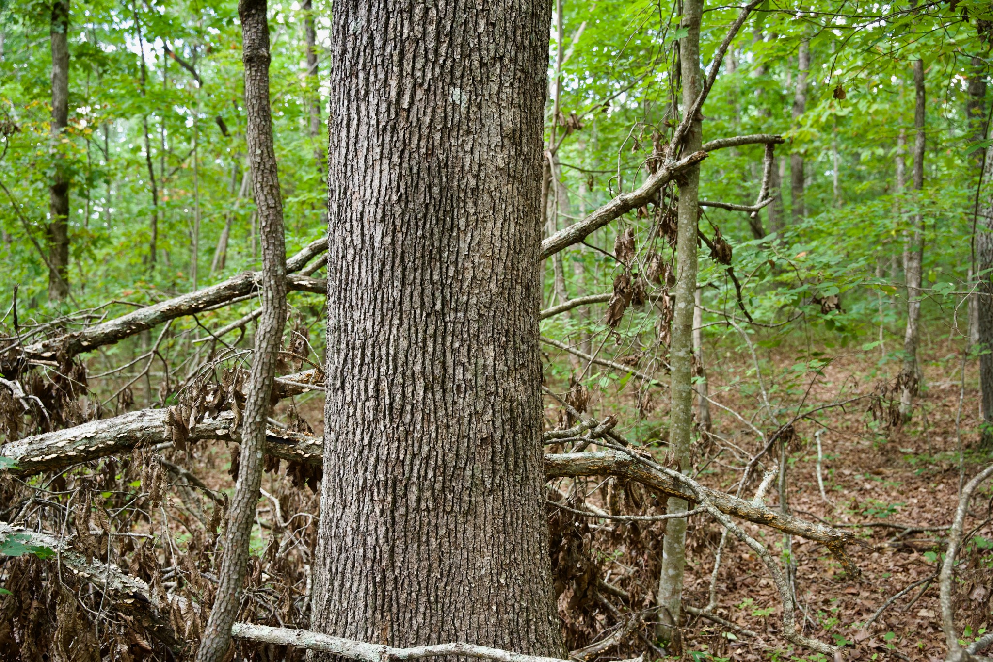 0 Simmons Rd Property Photo 6