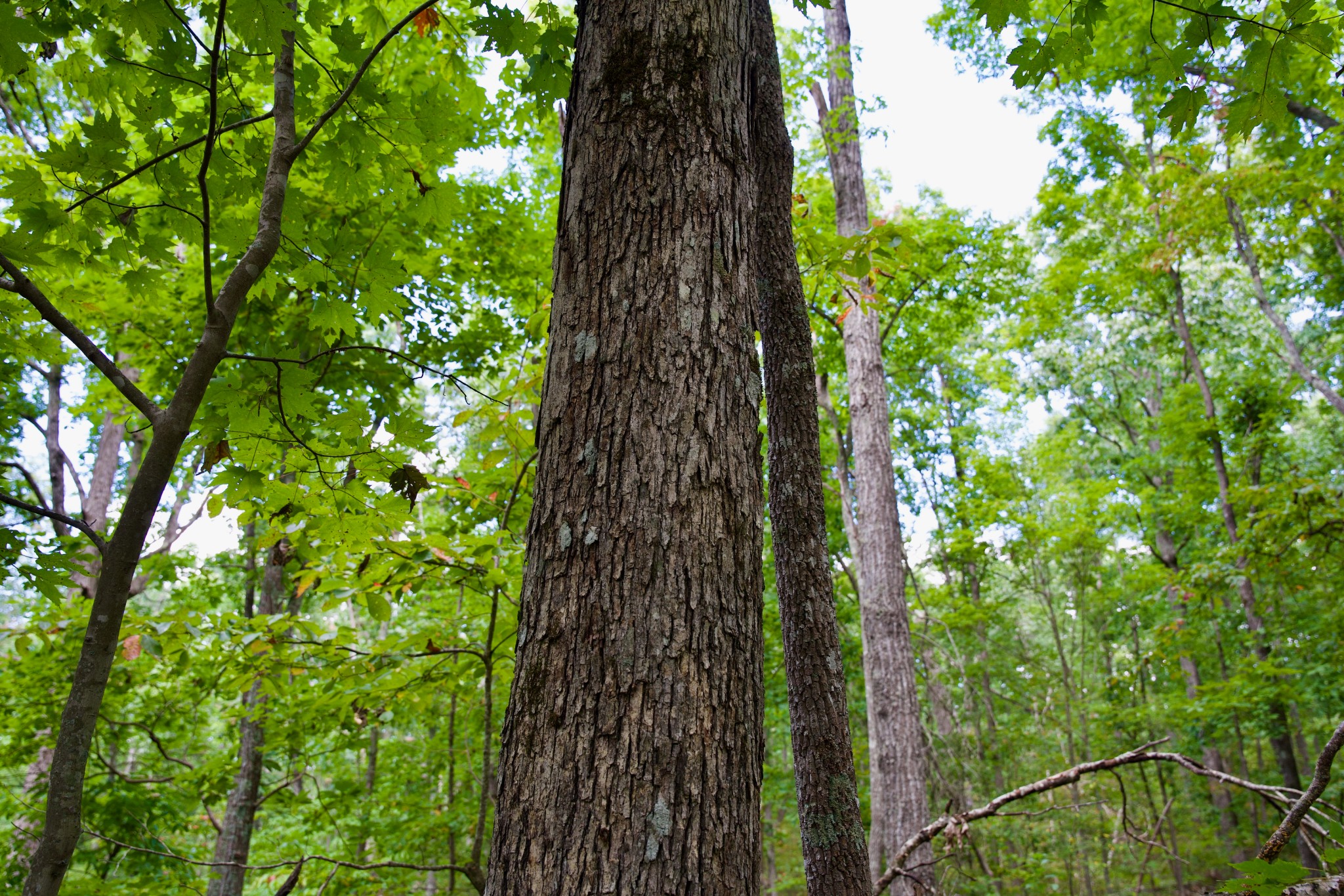 0 Simmons Rd Property Photo 18