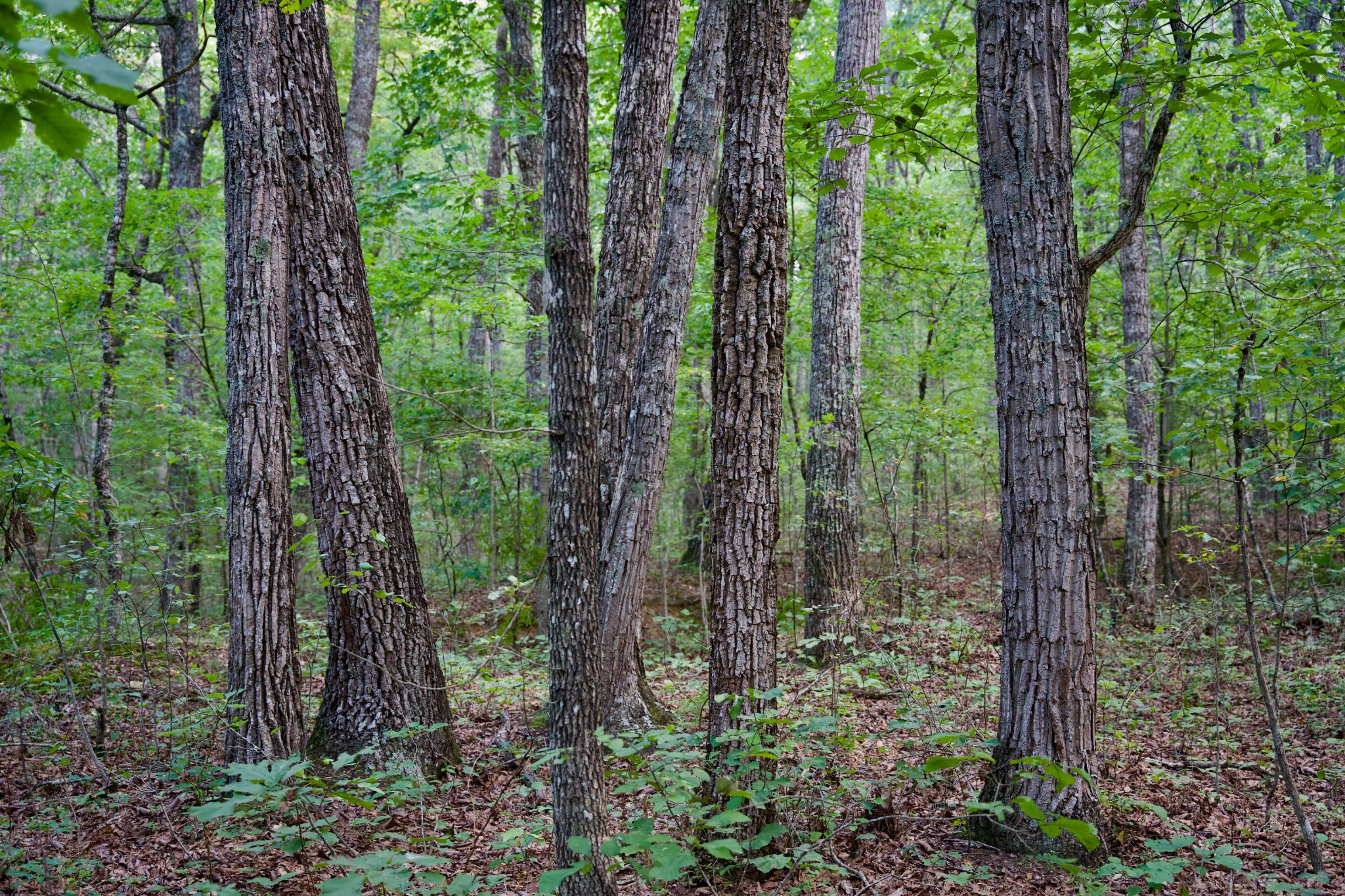 0 Simmons Rd Property Photo 19