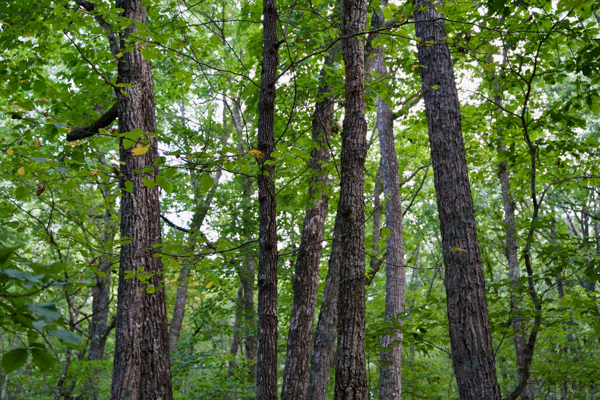 0 Simmons Rd Property Photo 20