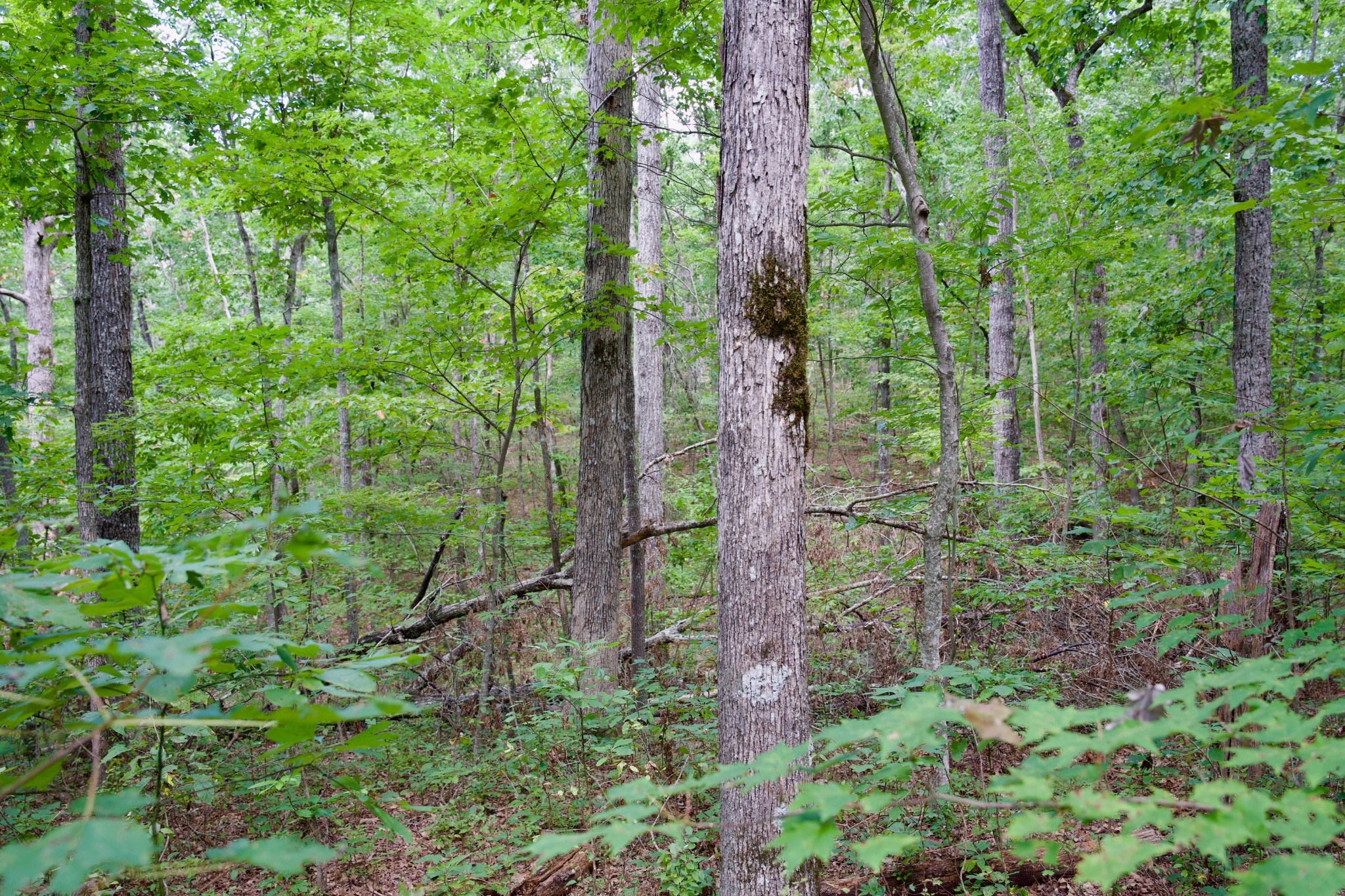 0 Simmons Rd Property Photo 21