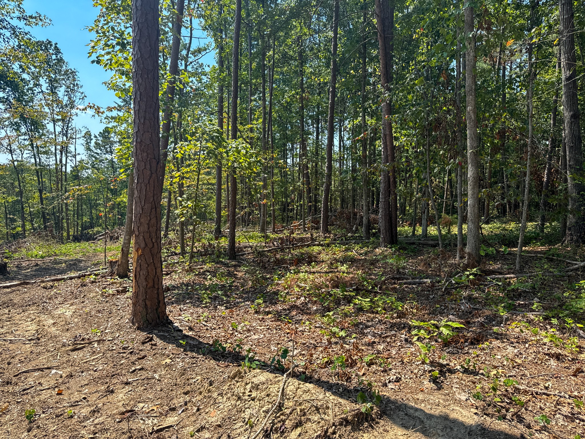 0 Richard Dorning Rd Property Photo 12