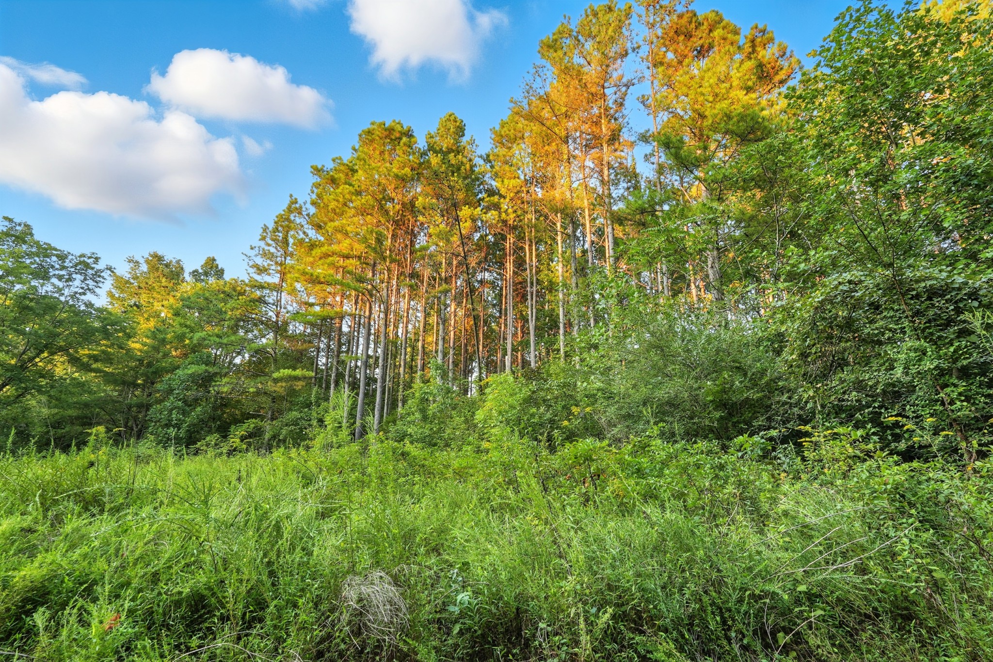 0 Pea Ridge Rd Property Photo 12