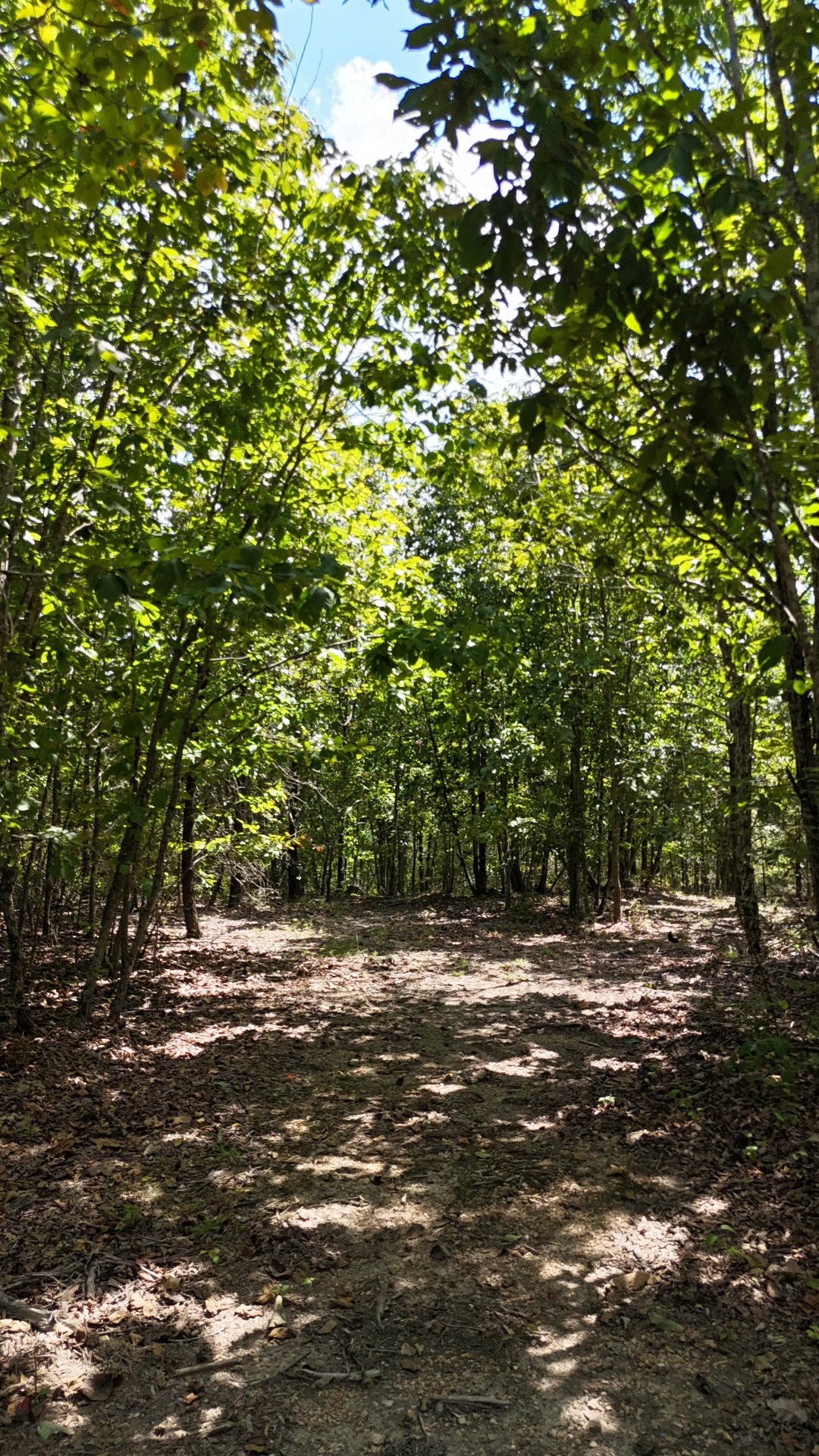 113 Chestnut Dr Property Photo 3