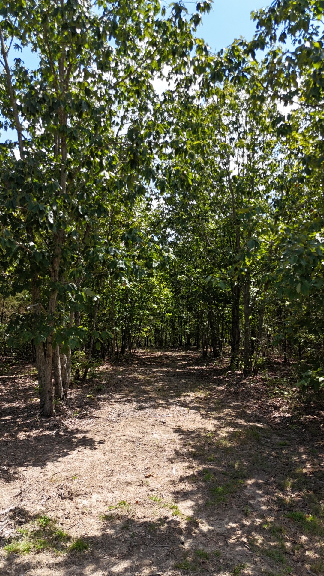 113 Chestnut Dr Property Photo 10