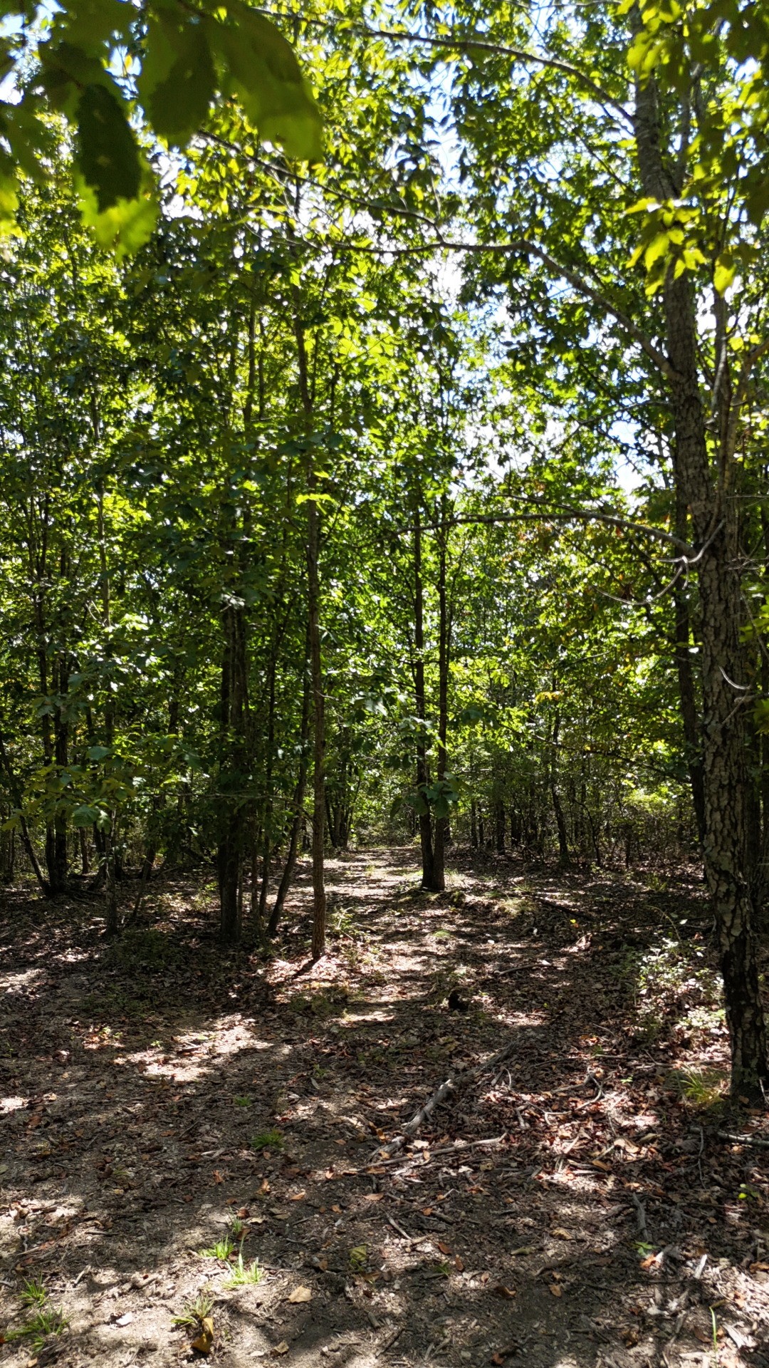 113 Chestnut Dr Property Photo 11