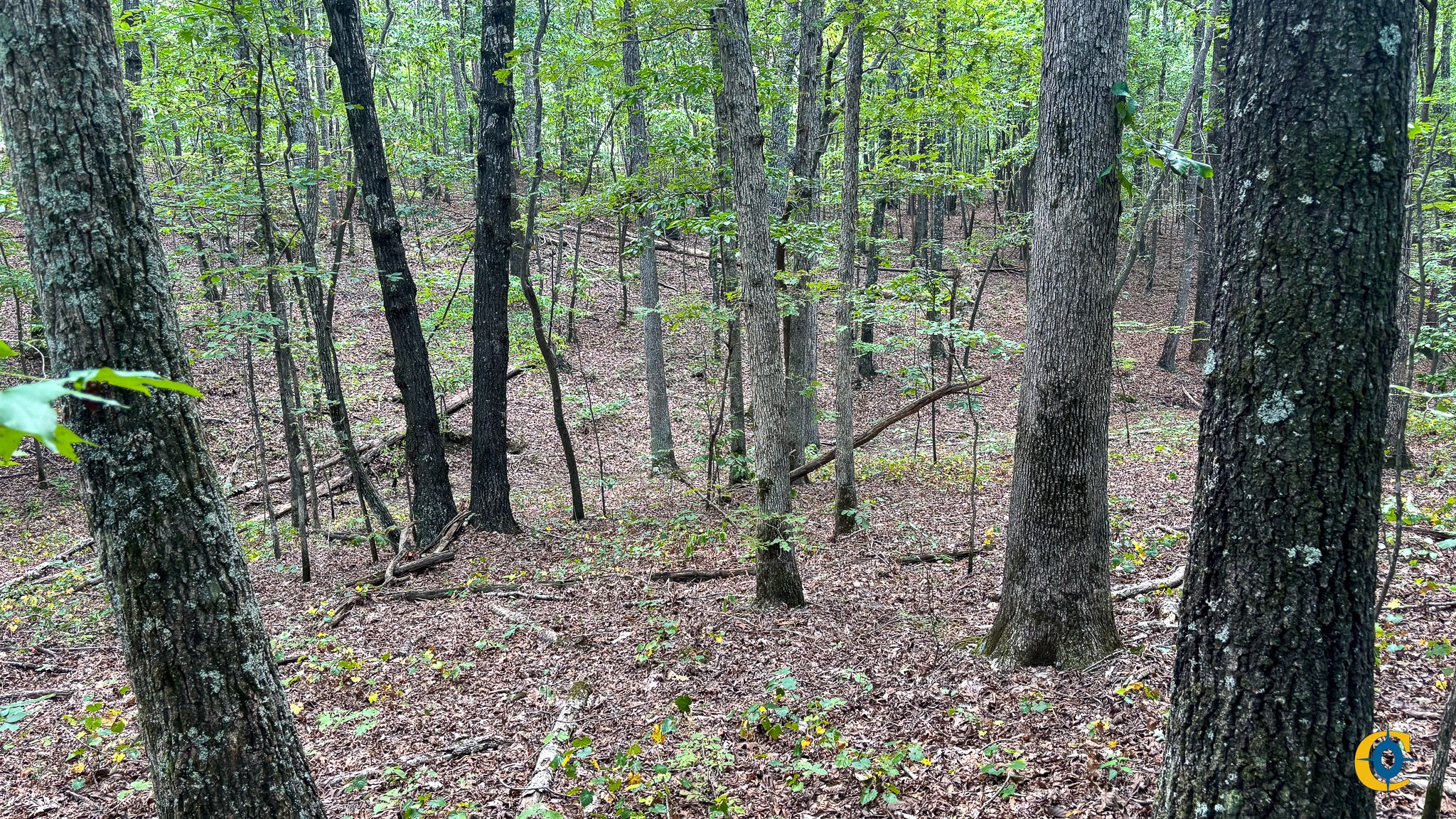 9971 Birdsong Rd Property Photo 4