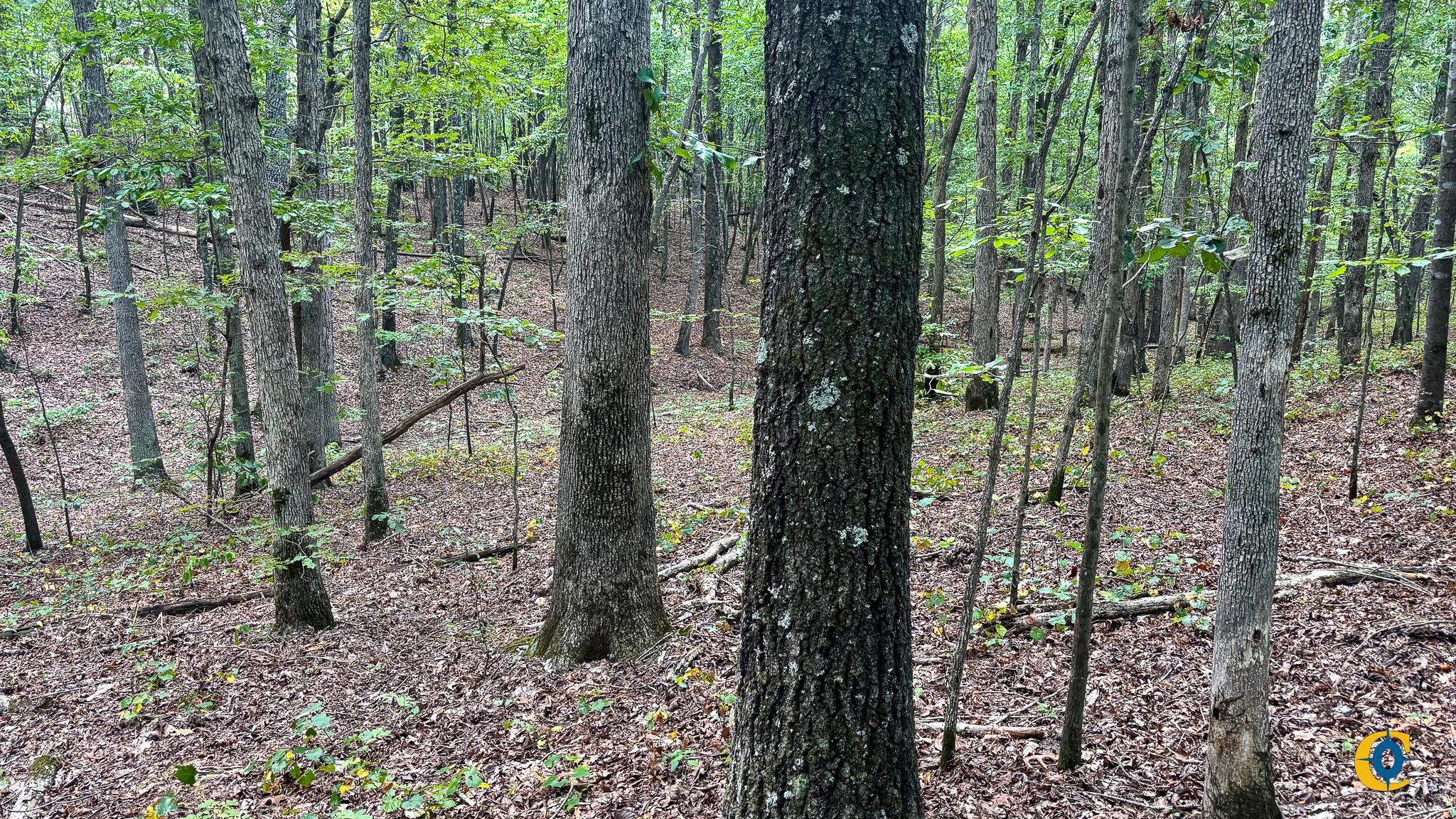 9971 Birdsong Rd Property Photo 5