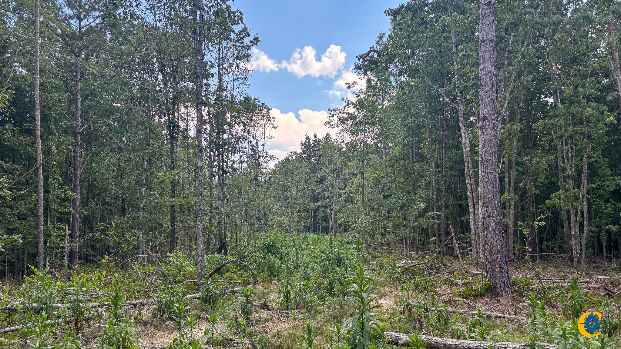 9971 Birdsong Rd Property Photo 6