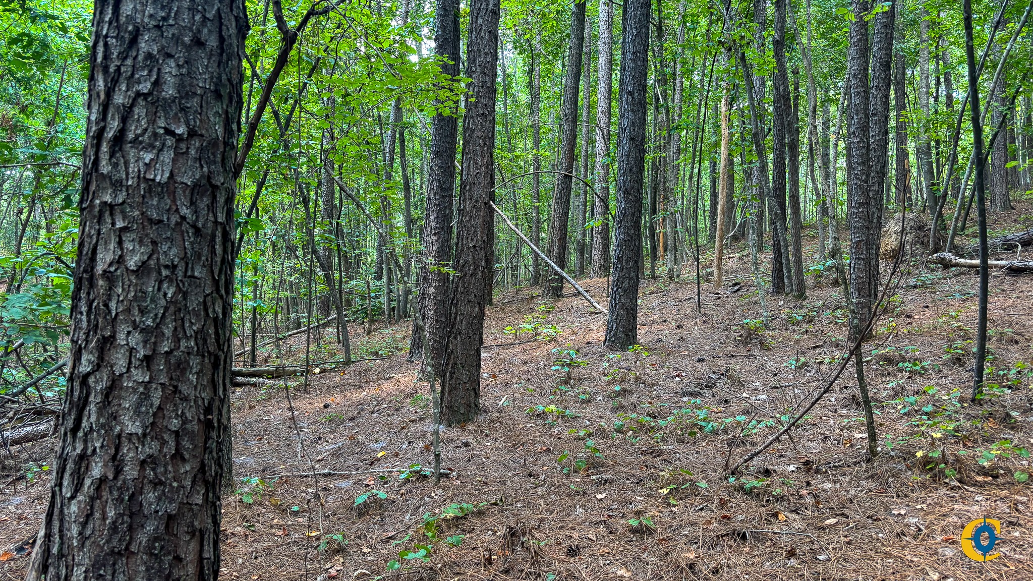 9971 Birdsong Rd Property Photo 8