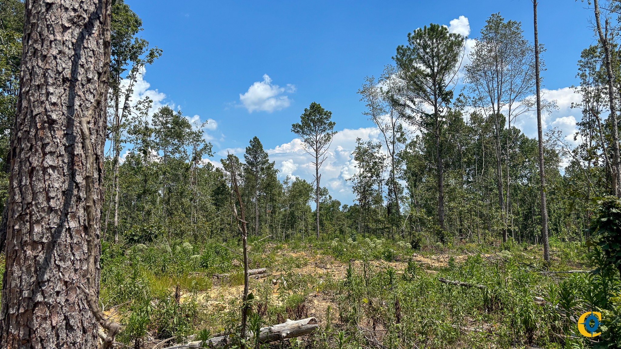 9971 Birdsong Rd Property Photo 9