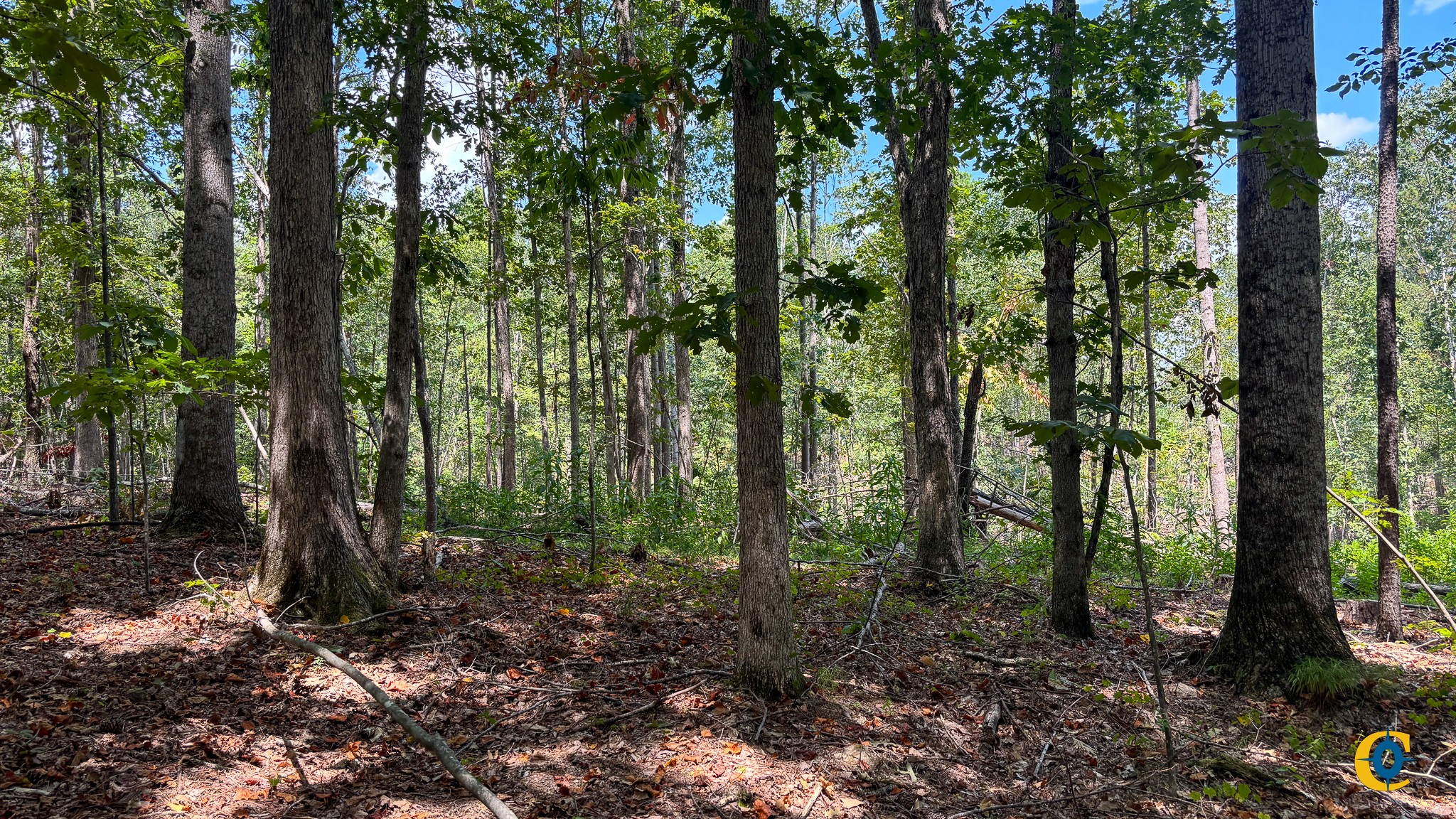 9971 Birdsong Rd Property Photo 13