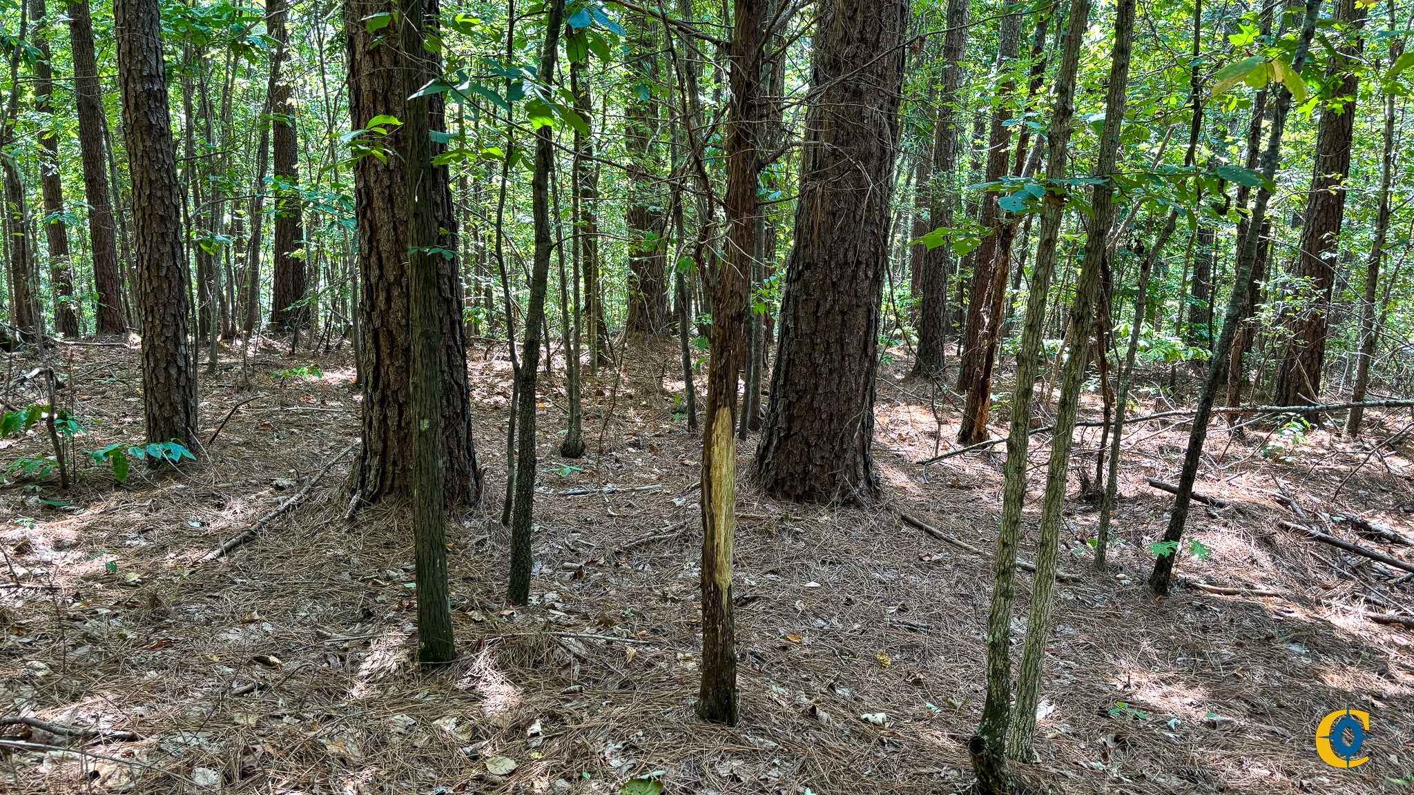 9971 Birdsong Rd Property Photo 23