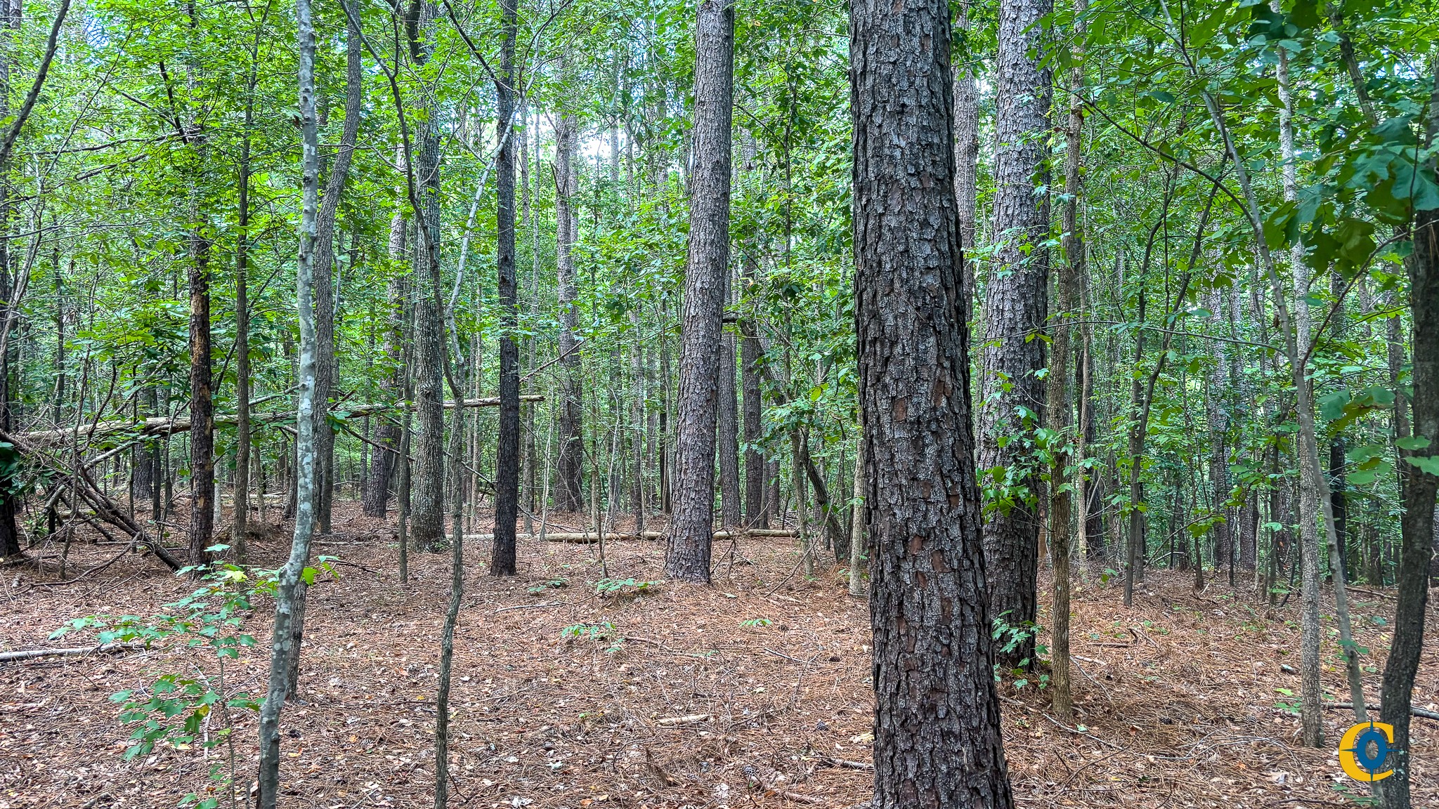 9971 Birdsong Rd Property Photo 29