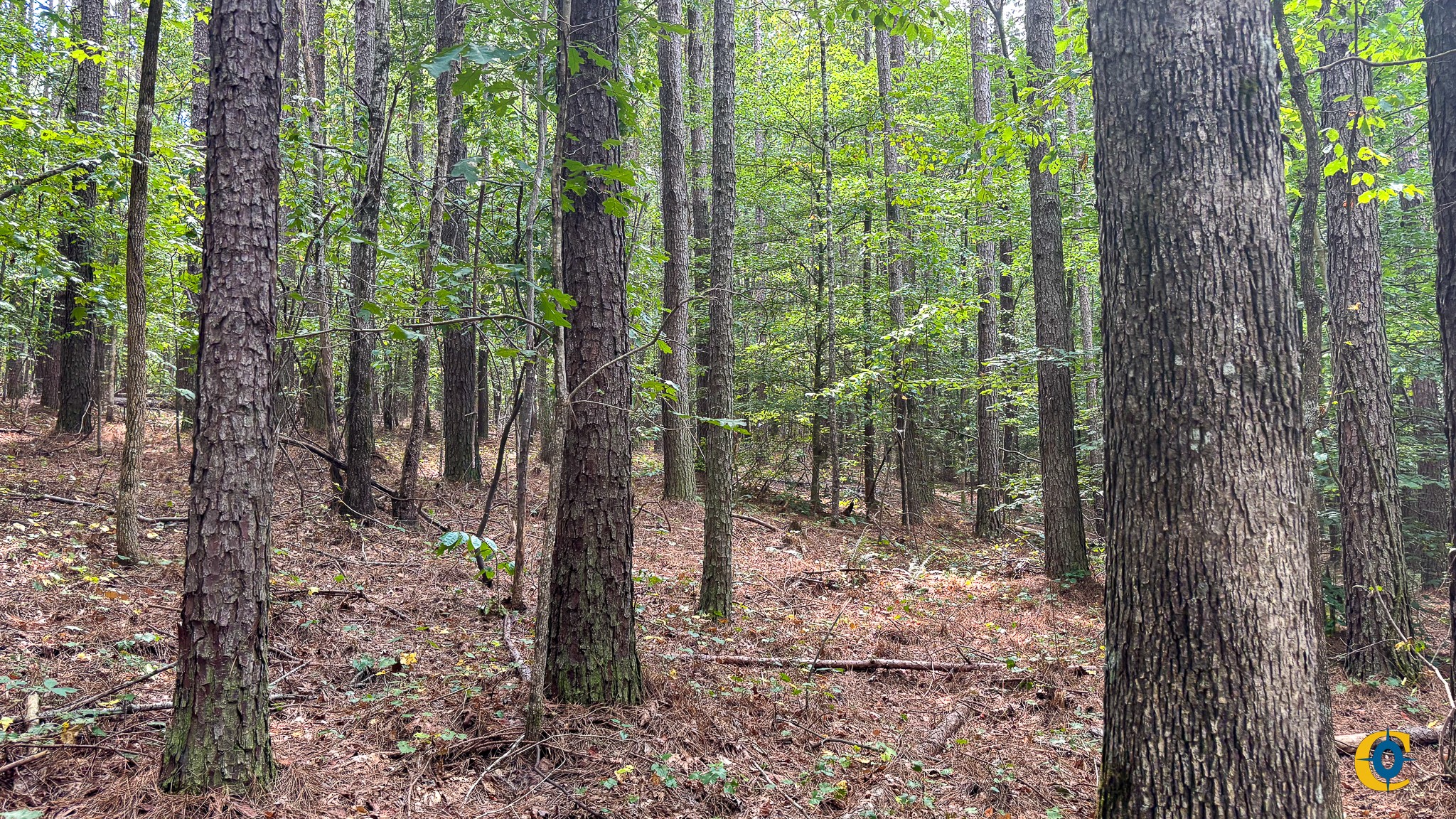 9971 Birdsong Rd Property Photo 35