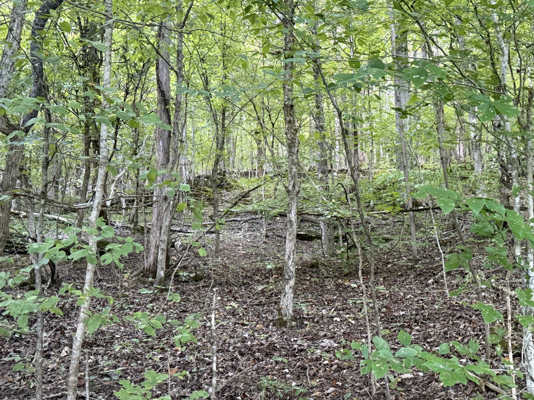 0 Davis Hollow Rd Property Photo 2