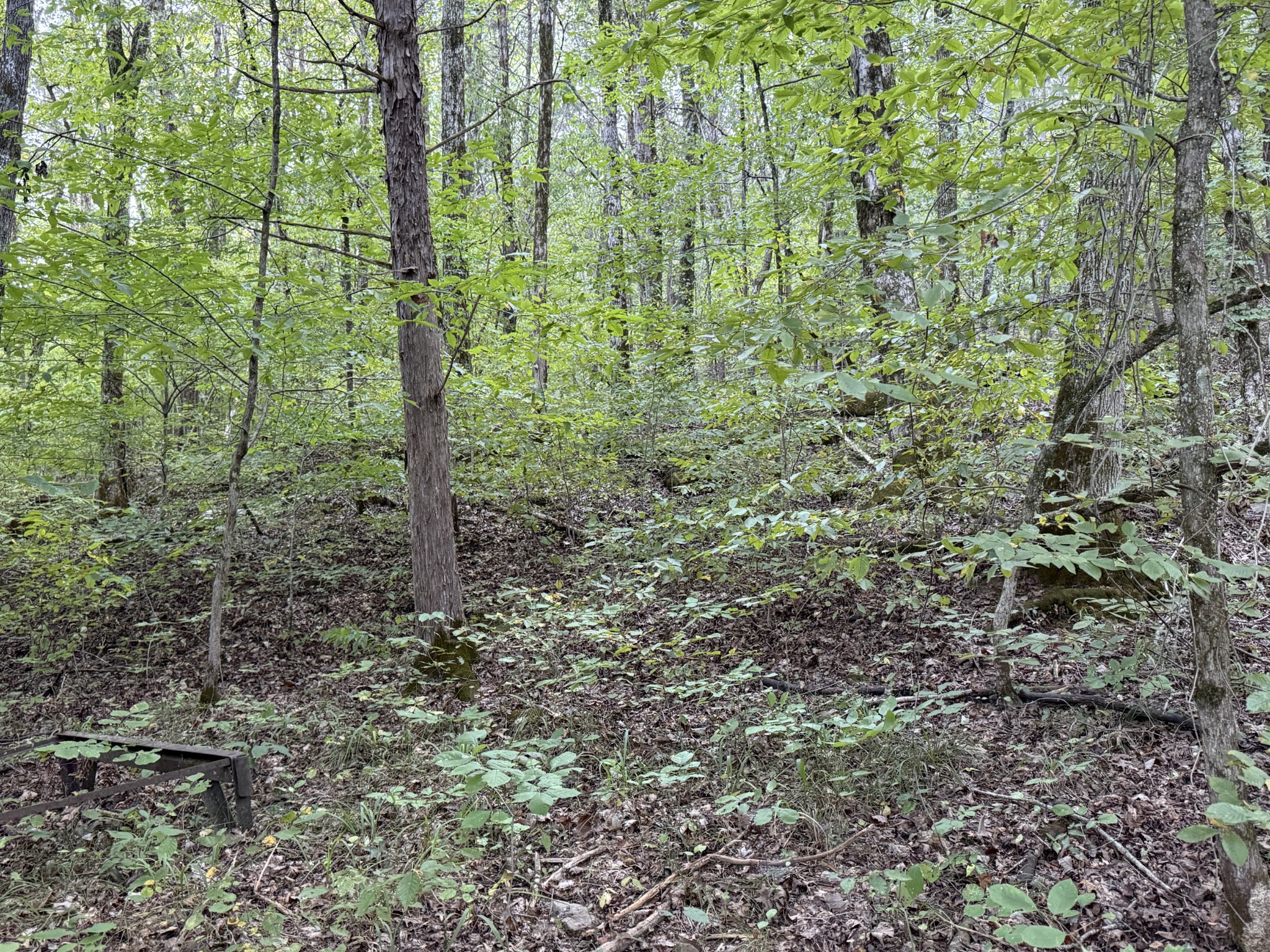 0 Davis Hollow Rd Property Photo 3