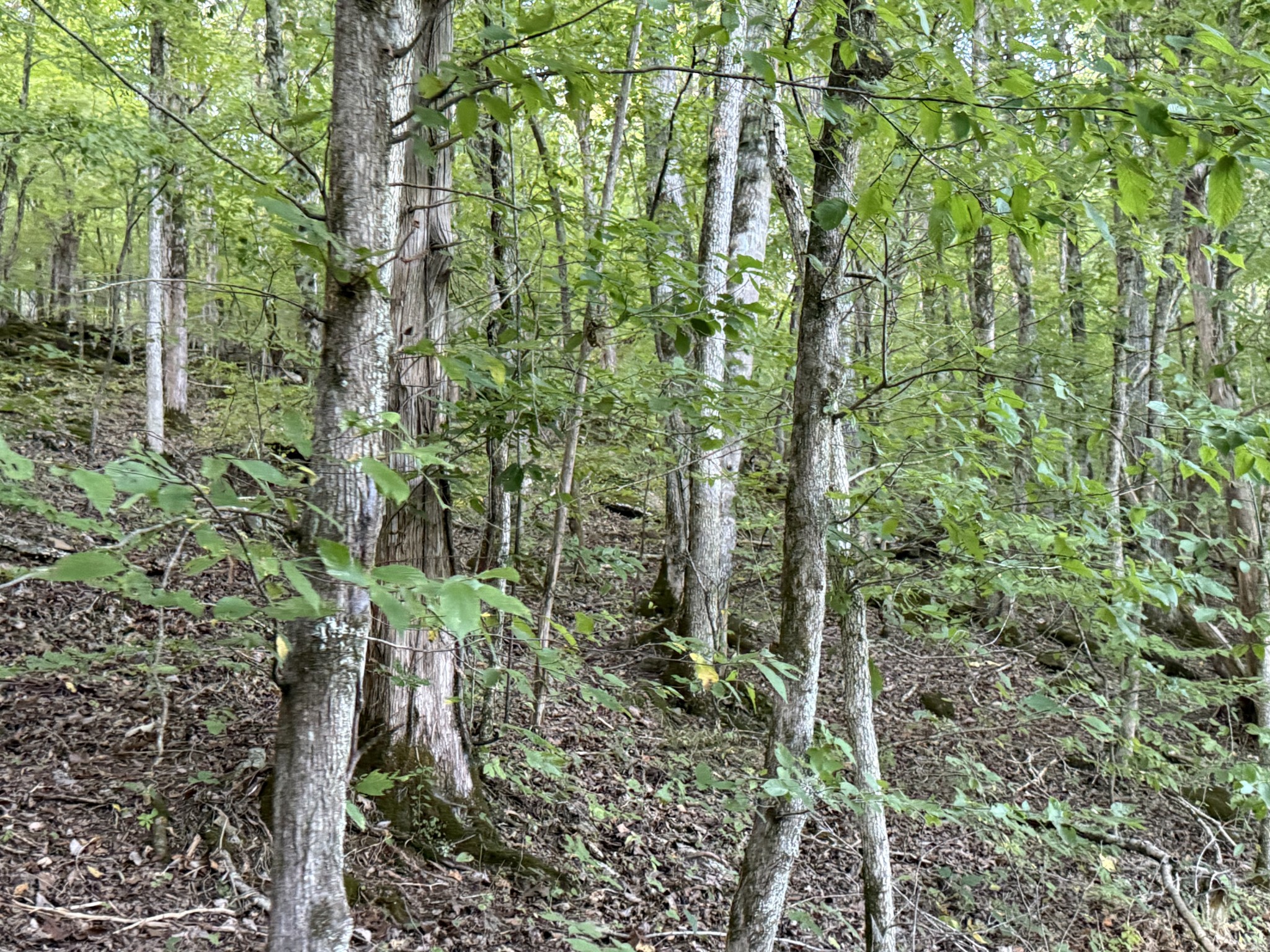 0 Davis Hollow Rd Property Photo 5