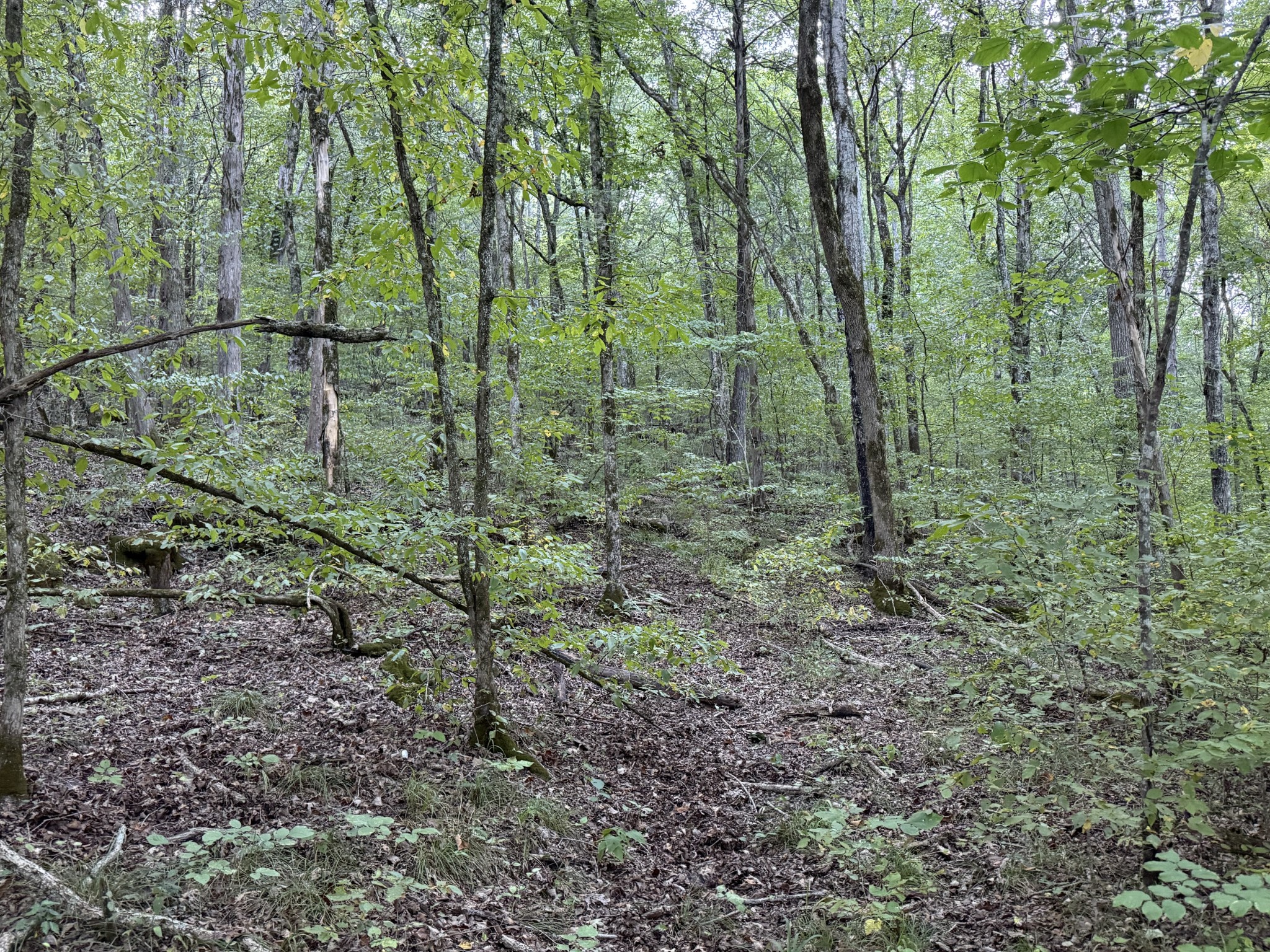 0 Davis Hollow Rd Property Photo 10