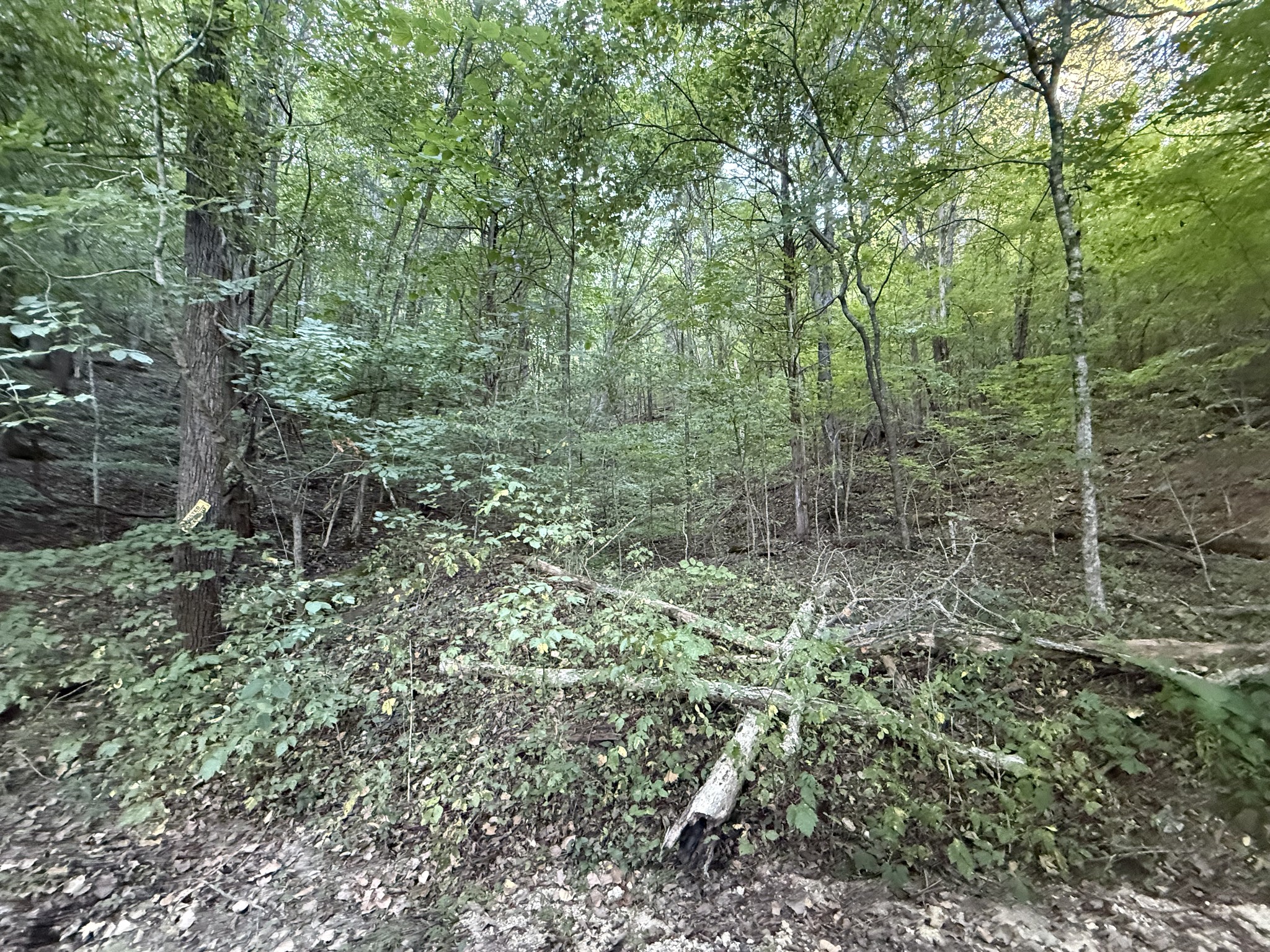 0 Davis Hollow Rd Property Photo 12