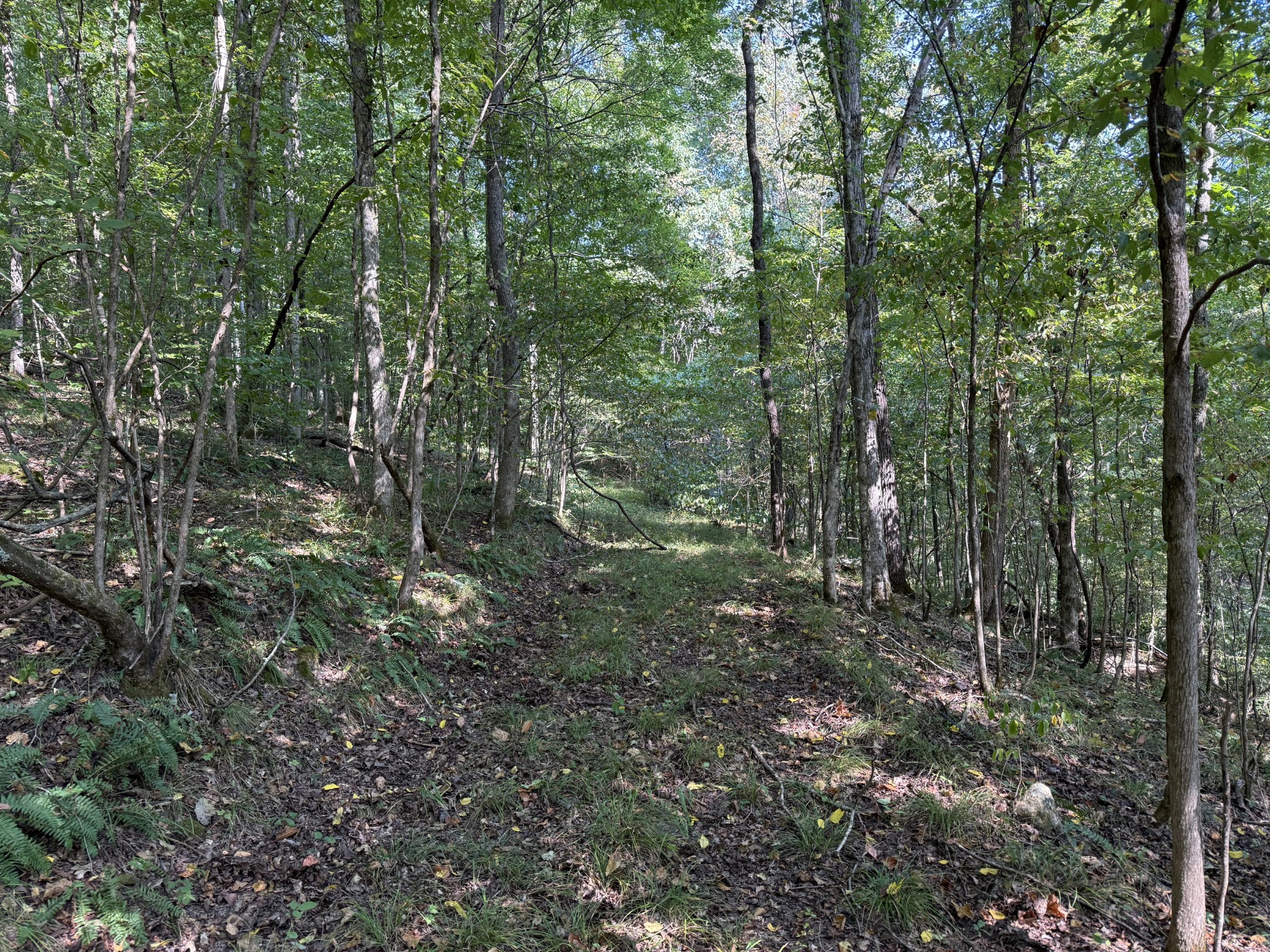 0 Davis Hollow Rd Property Photo 15