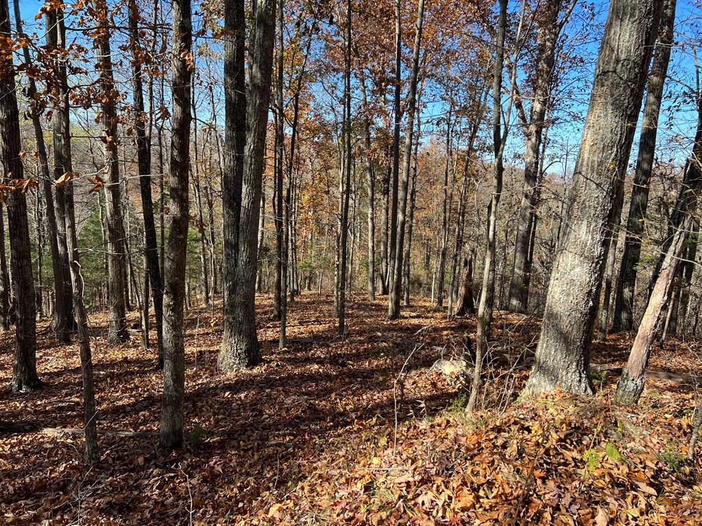 0 Old Hwy 53 Property Photo 5