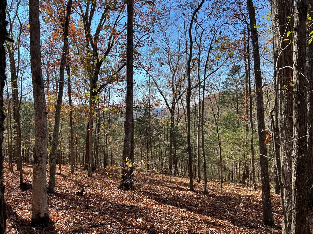 0 Old Hwy 53 Property Photo 6