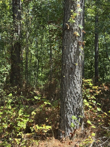 0 Richland Ridge Rd Property Photo 20