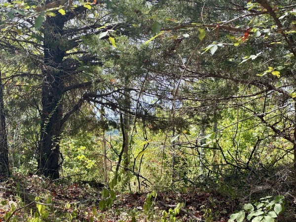 0 Richland Ridge Rd Property Photo 38