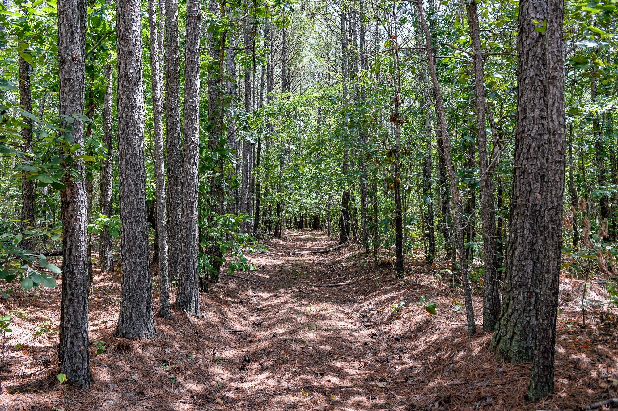 0 Brush Creek Road Property Photo 2