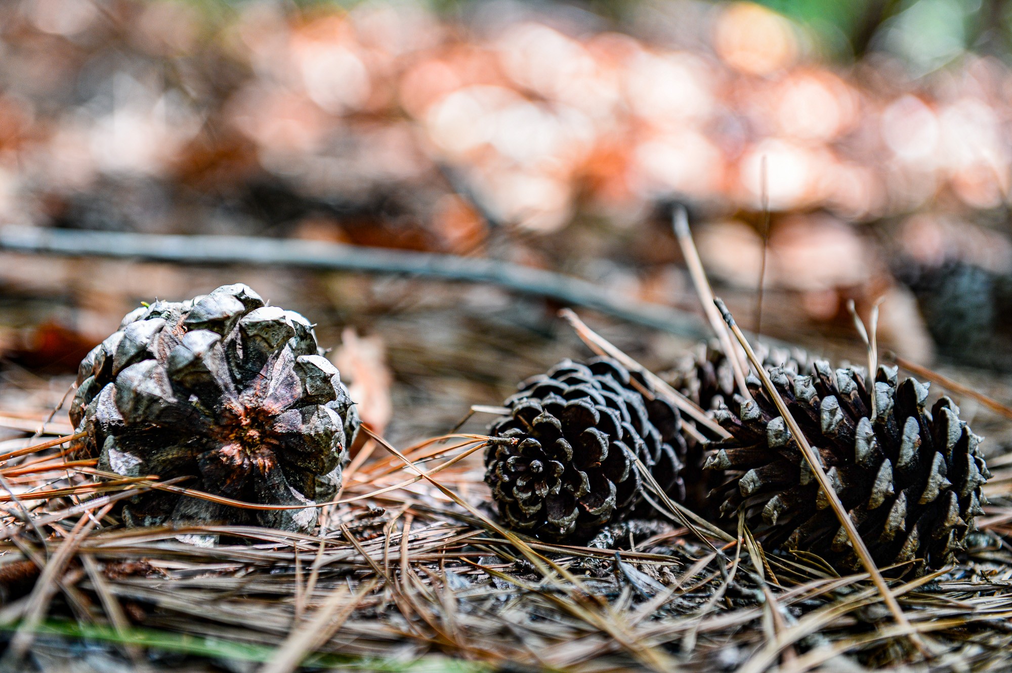 0 Brush Creek Road Property Photo 11