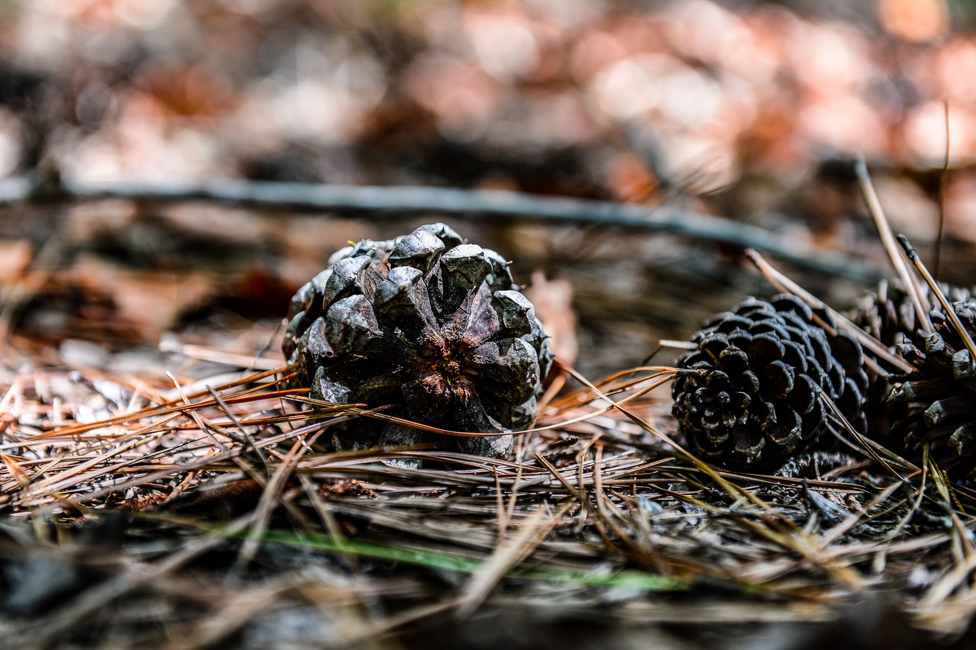 0 Brush Creek Road Property Photo 12