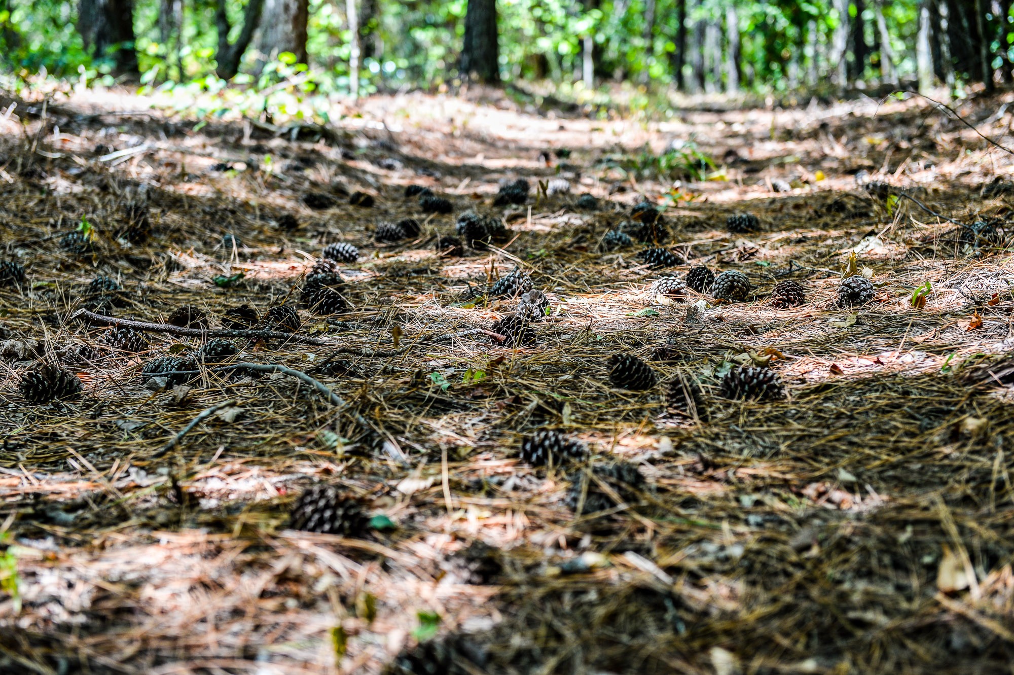 0 Brush Creek Road Property Photo 13