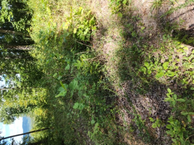 0 Tomahawk Rd Property Photo 5