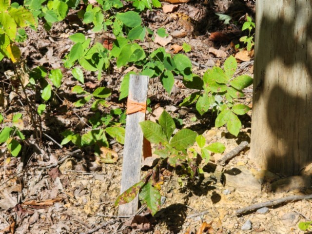 0 Tomahawk Rd Property Photo 8