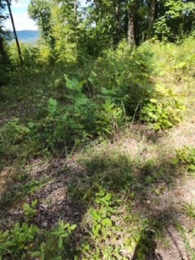 0 Tomahawk Rd Property Photo 15