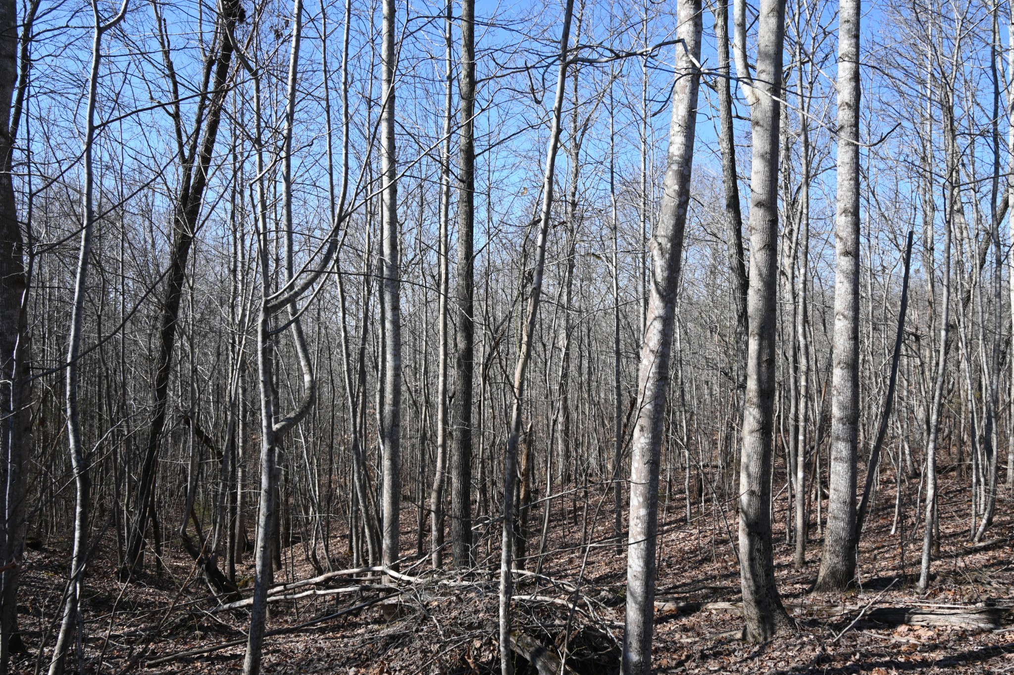 2172 Airport Ridge Rd Property Photo 6