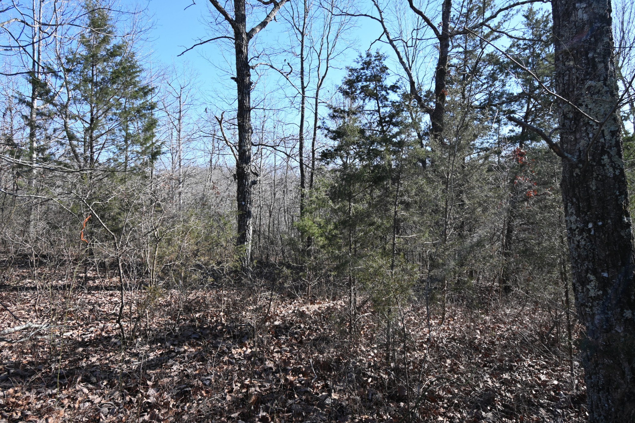 143 Wyatt Ln Property Photo 4