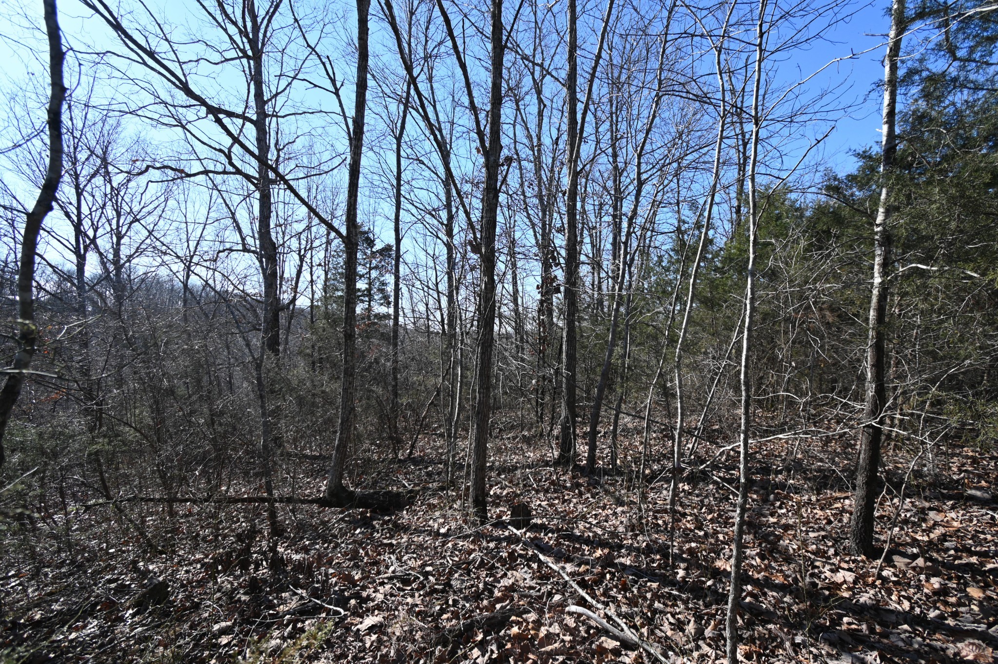 143 Wyatt Ln Property Photo 6