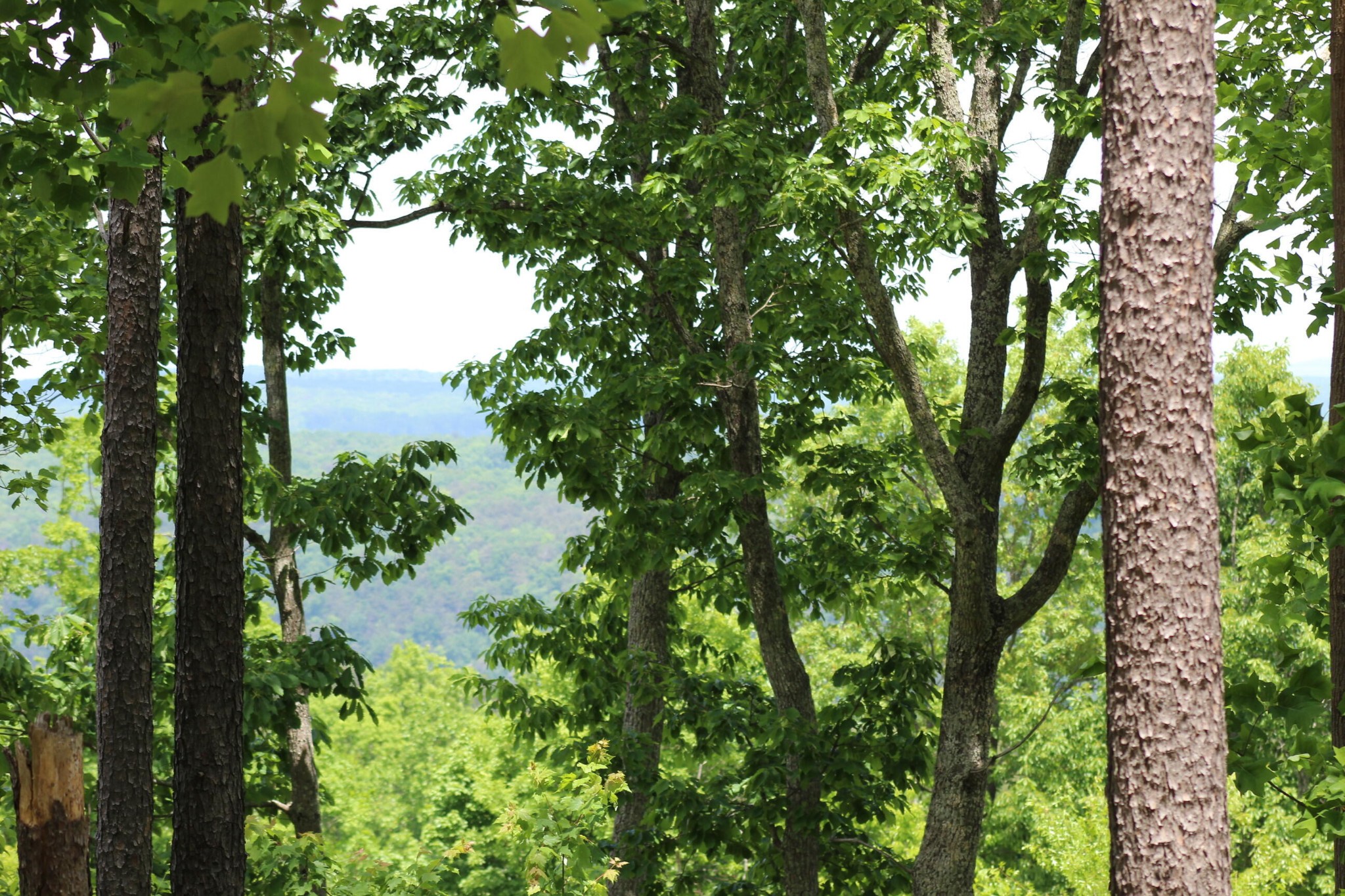 440 Lookout View Drive Property Photo 20