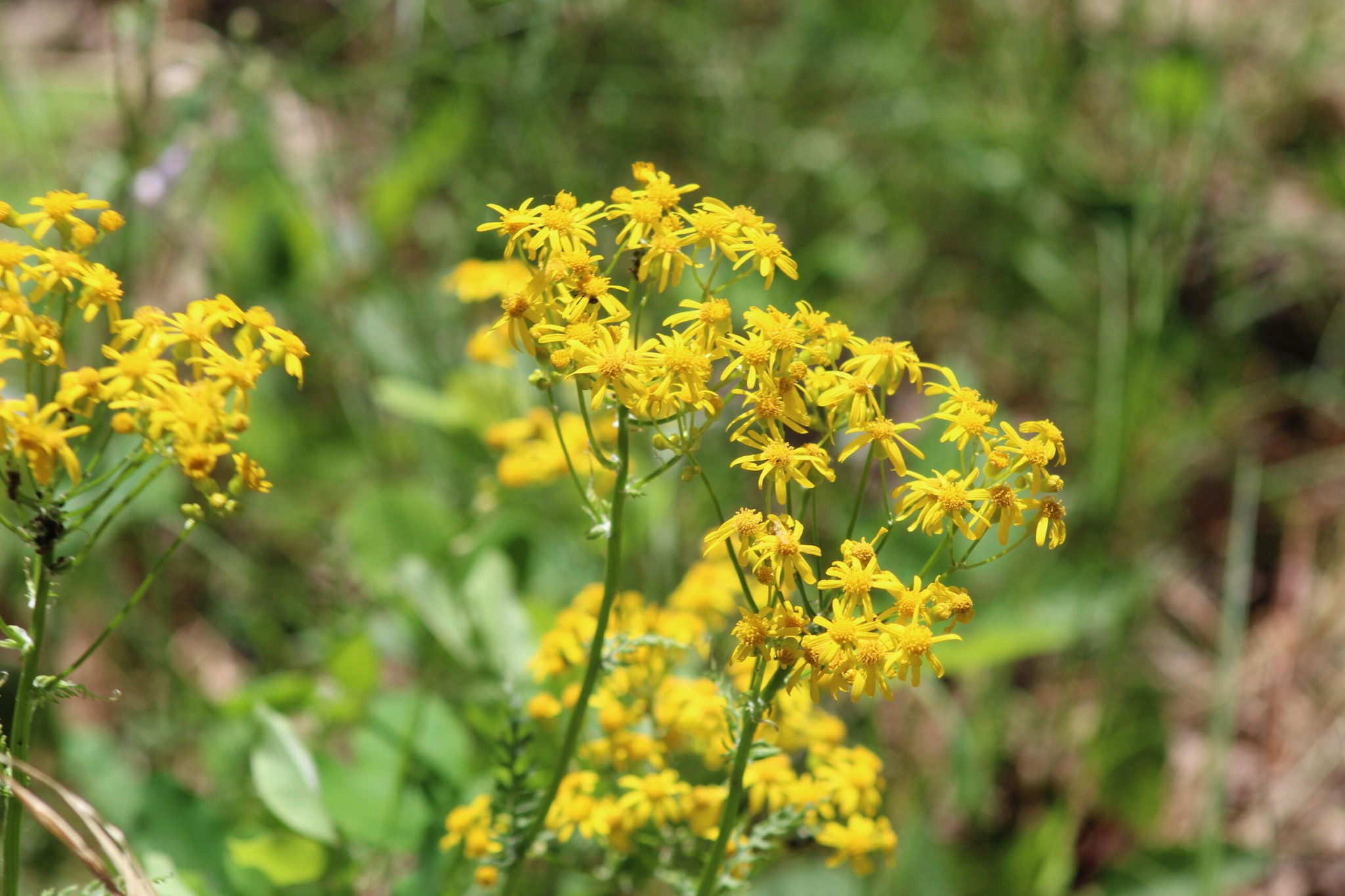 440 Lookout View Drive Property Photo 26