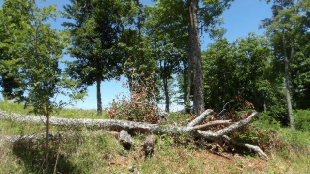 0 Rock Fish Lane Property Photo 3
