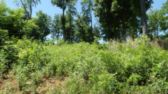 0 Rock Fish Lane Property Photo 4